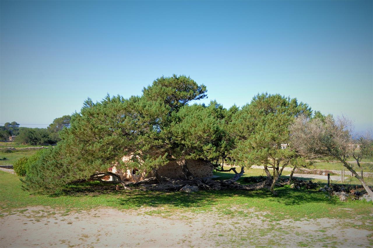 Villa Siamoformentera Bella San Francisco Javier Exterior foto